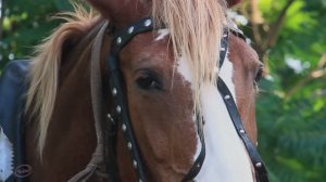 Музыкальная шкатулка  "Что то в жизни перепуталось  ... "