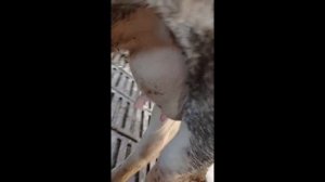 ВЫЛЕЧИЛ БОРОДАВКИ ВЫМЕНИ У КОРОВ КОПЕЕЧНЫМИ МЕТОДАМИ