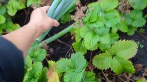 Обрезаю СТРЕЛКИ Лука Батуна  на СЕМЕНА!!!  Маточные КУСТЫ!!!   7.7.24г.