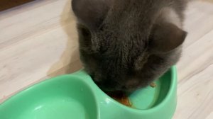 Дегустируем кошачий корм Felix Мясные ломтики