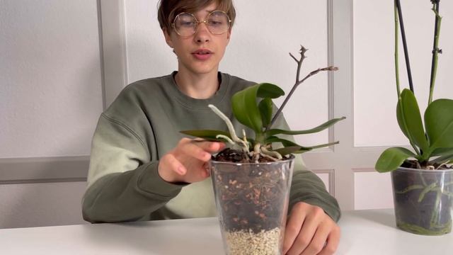 ВАЗА 🪴ИЛИ ГОРШОК? ЧТО ЛУЧШЕ ДЛЯ КОРНЕЙ ОРХИДЕИ?🌸🌿 смотреть онлайн