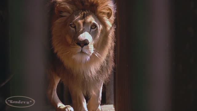 Зоопарк . Лев . смотреть онлайн