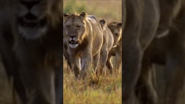 Задумайся над этими словами #видео #2024 #like #подписатьсяЗадумайся над этими словами смотреть онлайн