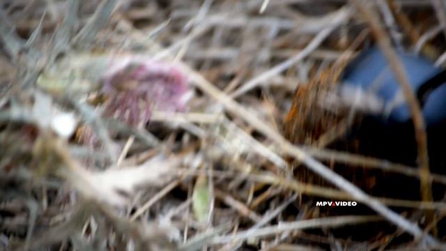 Жук-навозник ~ насекомые в среде обитания смотреть онлайн