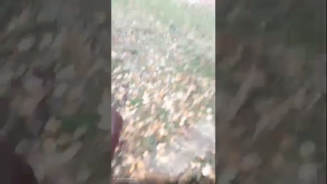 Гавс и Ренаточка Боль