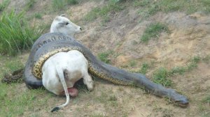 Невероятно! Питоны каннибалы.