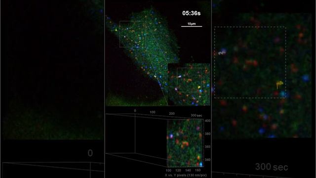 Mammalian Cell with RNA undergoing HIV programmed ribosomal frameshift смотреть онлайн