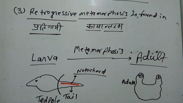 Chordata part3, urochordata,herdmania,branchial aperture,tunicates, tunicin, retrogressive metamorp смотреть онлайн