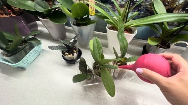 Первая летняя распаковка орхидеи подростков от Yaphon, Miki, NCK📦 Вялые листья у orchid, что делать смотреть онлайн