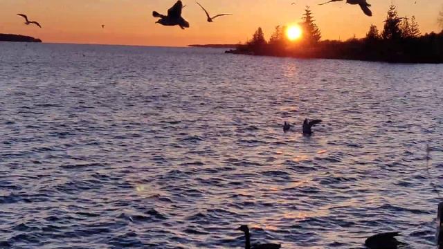 Пир чаек после схода льда смотреть онлайн