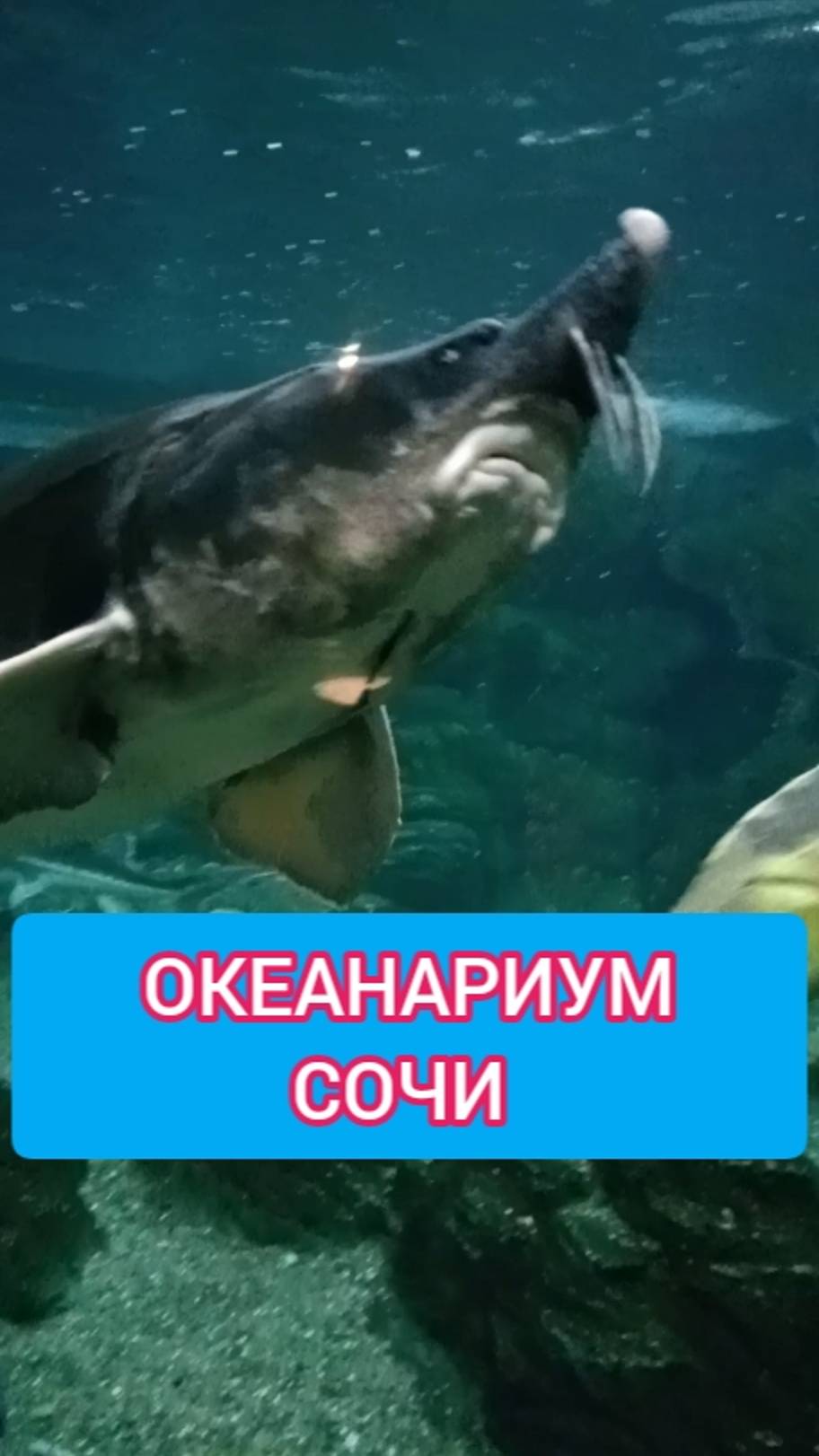 ОКЕАНАРИУМ СОЧИ смотреть онлайн
