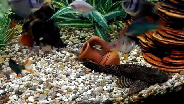 Аквариум с Барбусами изменили дизайн смотреть онлайн