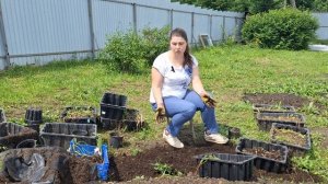 Луковицы после выгонки: что делать?