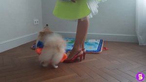 МАЛЕНЬКИЕ СОБАЧКИ - БОЛЬШОЙ ПРАЗДНИК** ТРЮКИ** ШПИЦ и ЧИХУА ХУА играют, выполняют команды