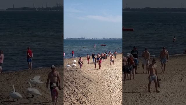 Польша пляж Сопота лебеди на берегу Балтийское море смотреть онлайн