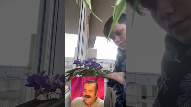 Сажу Фиалку) смотреть онлайн