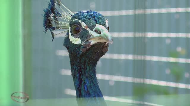 Зоопарк . Павлин смотреть онлайн