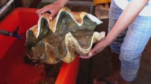 Гигант Инопланетный Моллюск Сашими уличная еда морепродукты. Японская уличная еда