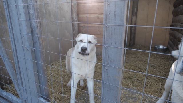 Среднеазиатская овчарка. Питомники Центральной части России смотреть онлайн