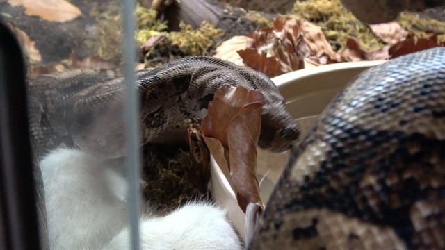 Snake Eating XL Rat! Boa Constrictor Consuming Rodent смотреть онлайн