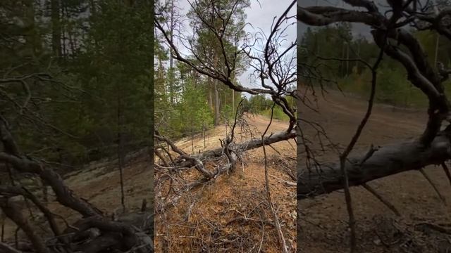 #сибирь #тайга #кузьмичевание смотреть онлайн