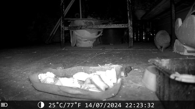 ФОТОЛОВУШКА, НОЧНОЕ ВИДЕО.