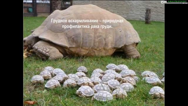 Мастопатия смотреть онлайн