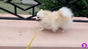 ВЛОГ** ОДНА В СОЧИ с ДВУМЯ СОБАЧКАМИ** ГУЛЯЕМ из ДОМА на МОРЕ