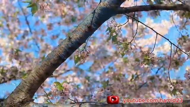 ЭНГ САРА ТЕРМА ХАЁТИЙ КУШИКЛАР КУРБОН ХАМДАМОВ. смотреть онлайн