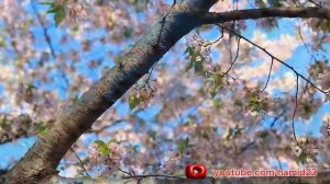 ЭНГ САРА ТЕРМА  ХАЁТИЙ КУШИКЛАР КУРБОН ХАМДАМОВ.