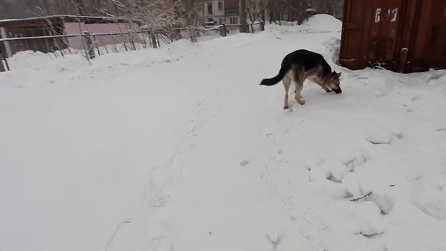 Пес нашел лужу, покрытую корочкой льда и снега и топает по ней, как ребенок. Удивление и восторг! смотреть онлайн