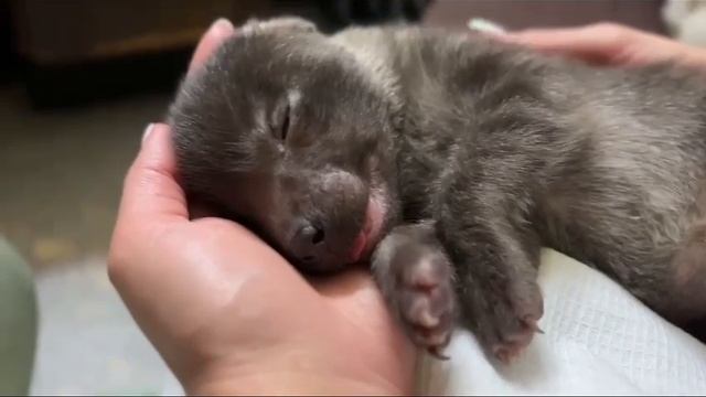 танец смотреть онлайн