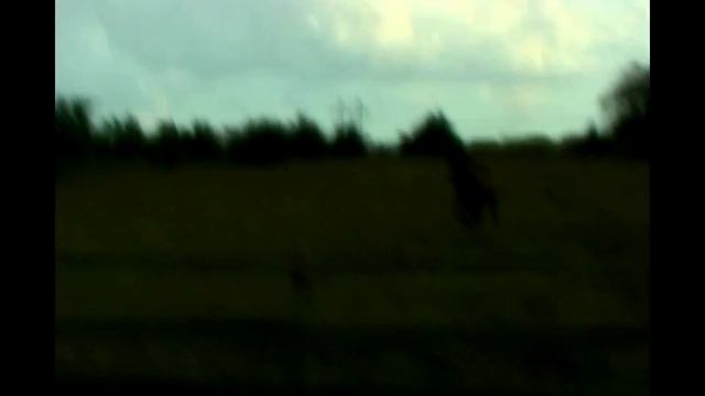 VX Años de Maria Estefania.MP4 смотреть онлайн