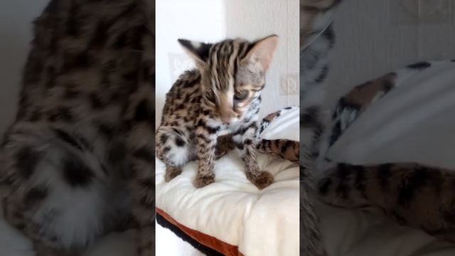 С ног сшибательный чих )) смотреть онлайн