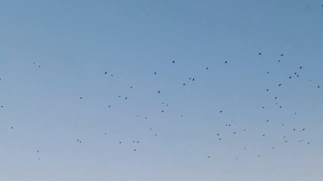 Добова міграція граків / Daily migration of Corvus frugilegus смотреть онлайн