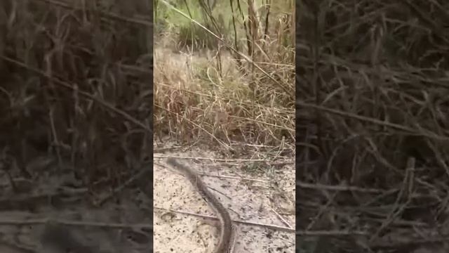 Florida Pine snake￼ смотреть онлайн