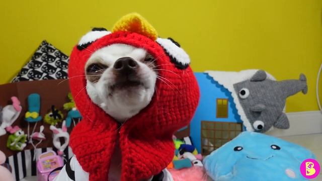 ШАПКИ ЧЕЛЛЕНДЖ для ПИТОМЦЕВ** АГЕНТЫ на ПРИМЕРКЕ