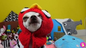 ШАПКИ ЧЕЛЛЕНДЖ для ПИТОМЦЕВ** АГЕНТЫ на ПРИМЕРКЕ