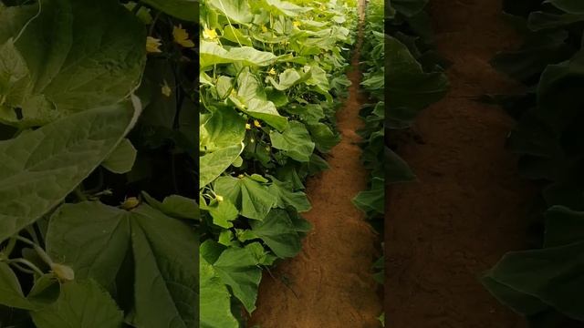 Basamid Soil Treatment Results