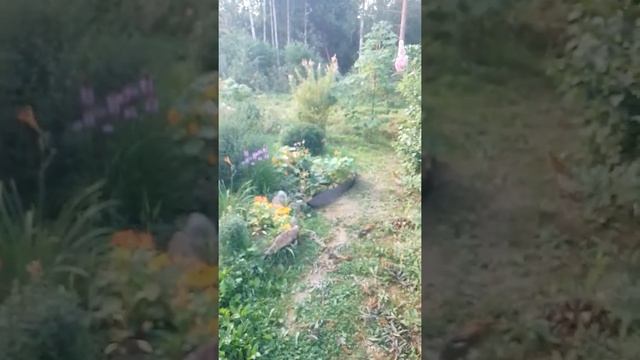 24 августа. Жаркие дни в саду. Воды нет. смотреть онлайн