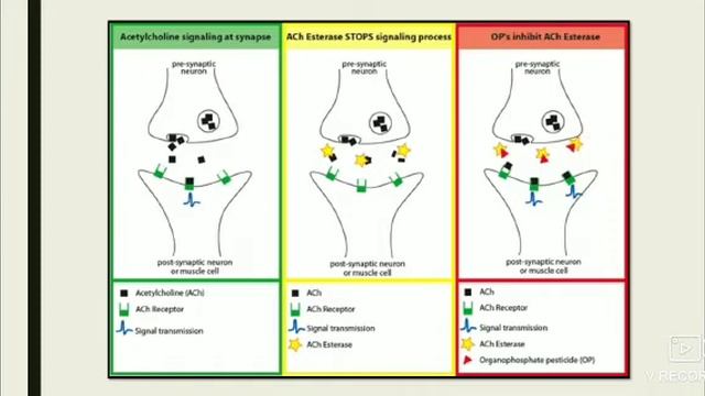 OPC POISONING | CAUSES | MODE OF ACTION | SYMPTOMS | TREATMENT | PHARMA TAMIL | AK | #31 смотреть онлайн