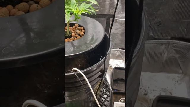 Deep Water Culture (DWC) Can't keep my pH in balance for some reason. смотреть онлайн