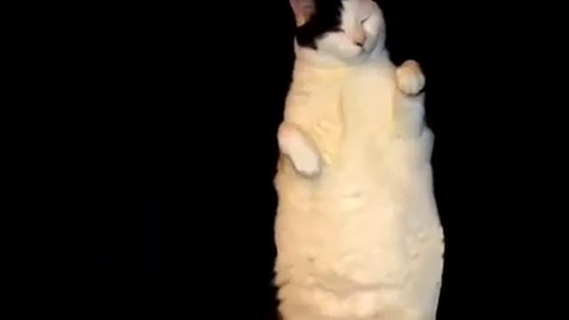 The Kitty Cat Dance