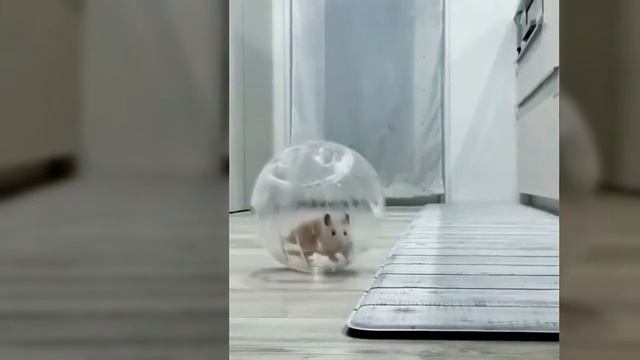 Кошка и хомяк играют и развлекаются ~ приколы с животными кошка и хомяк. смотреть онлайн