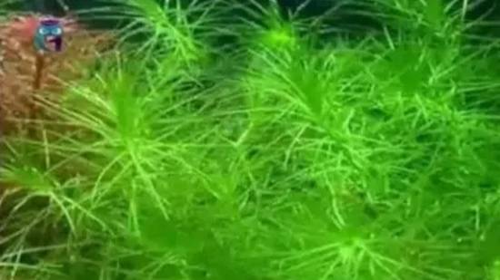 Водяная чума (Элодея канадская) смотреть онлайн