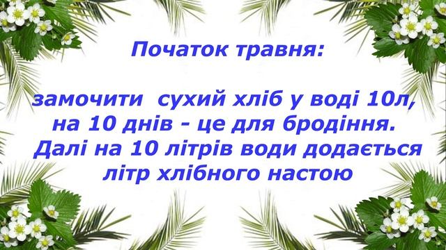 Безпечні добрива та препарати для ПОЛУНИЦІ навесні смотреть онлайн