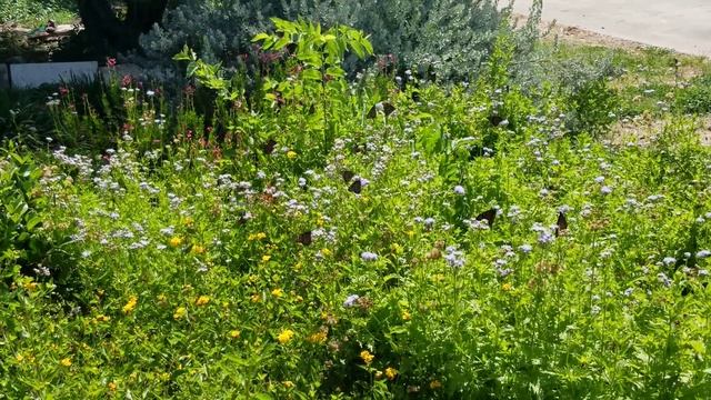 Monarch Butterflies Feeding on Greggs Mistflower смотреть онлайн