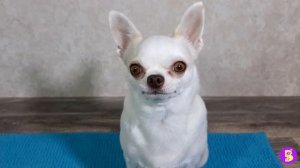 КЛАССНЫЙ ТРЮК ЗА 5 МИНУТ** РАССМЕШИ ДРУЗЕЙ** МИЛЫЕ СОБАЧКИ