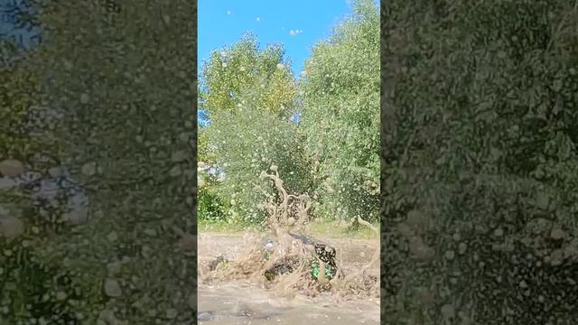 RC Монстр Трак Безумие в Грязи! 💥 Grave Digger Отрывается! смотреть онлайн