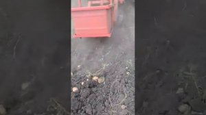 Картофелекопалка навесная однорядная КН-1 в работе